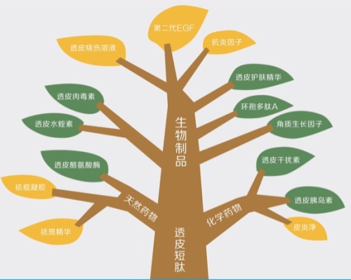 透皮短肽的应用